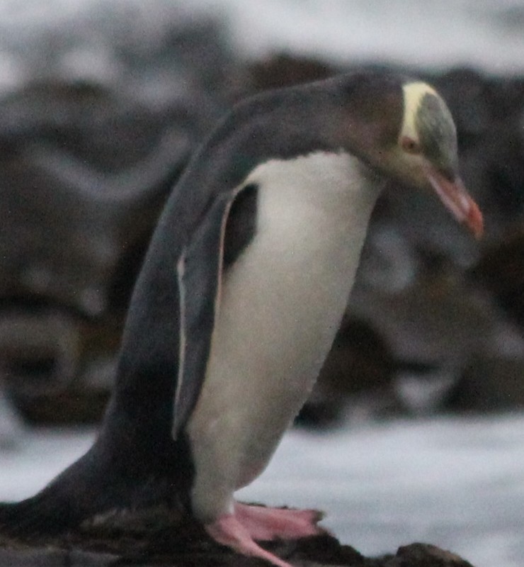 Hoiho(Yellow-eyed Penguin