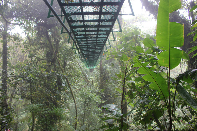 A hanging bridge from below