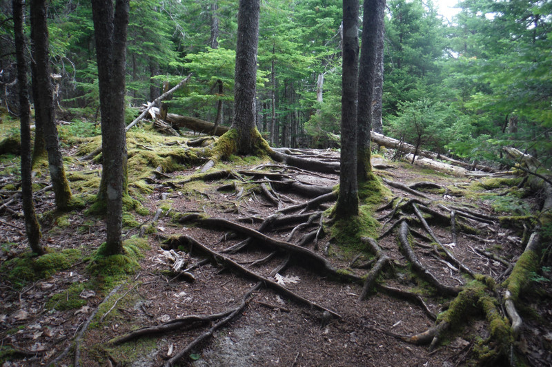 Rugged trail at Long Lake Provincial Park, Nova Scotia