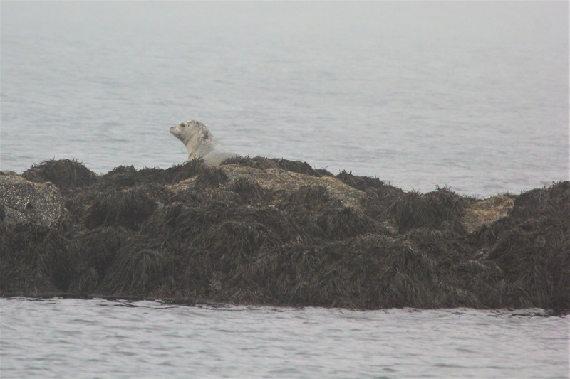 THE seal, Seal Cove