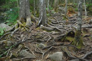Rugged trail at Long Lake Provincial Park, Nova Scotia