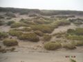 Mirram grass in the sand dunes