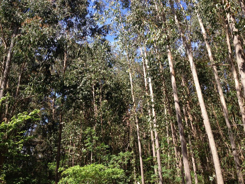 Eucalyptus trees all around 