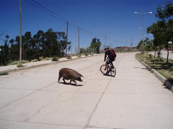 Pig Crosses Road