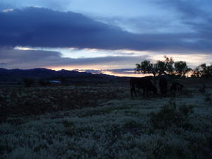 Cows at Sundown