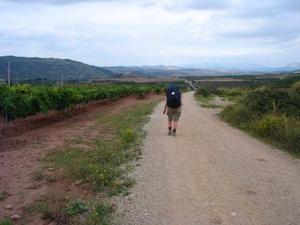 Grapes on the Camino