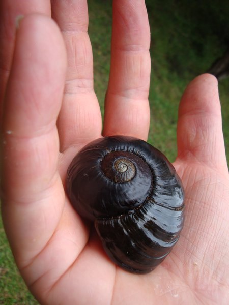 Native Snail