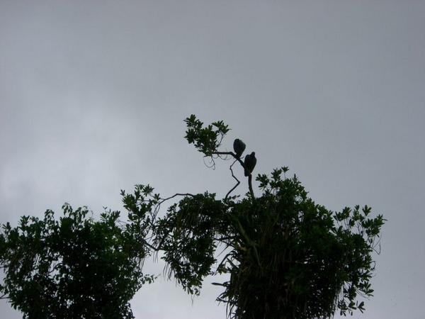 Argentinische Adlerfalkengeier auf Baum