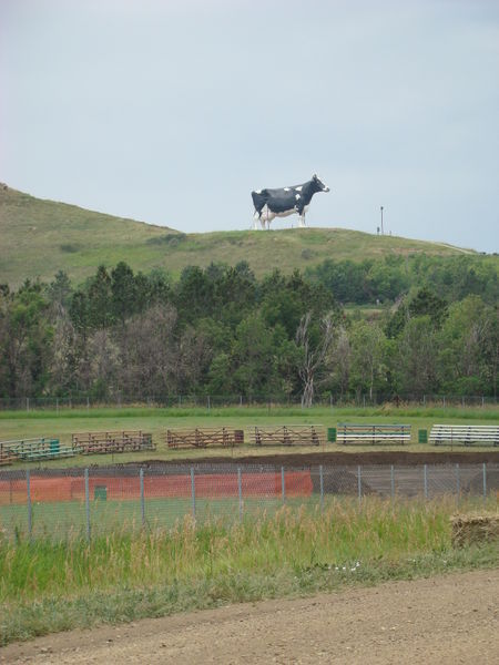 Cow on a Hill