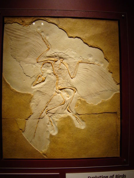 Bird Fossil
