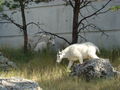 Goats at Mt. Rushmore