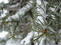 Evergreen in Snow