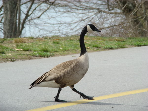 Goose Crossing the Road