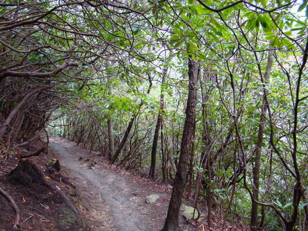 Section of Skyline Trail