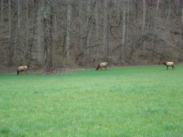 Elk Grazing in Park