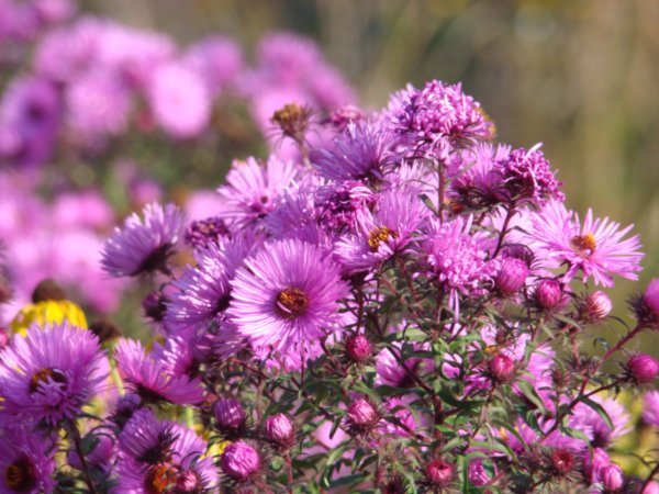 Pink Flowers