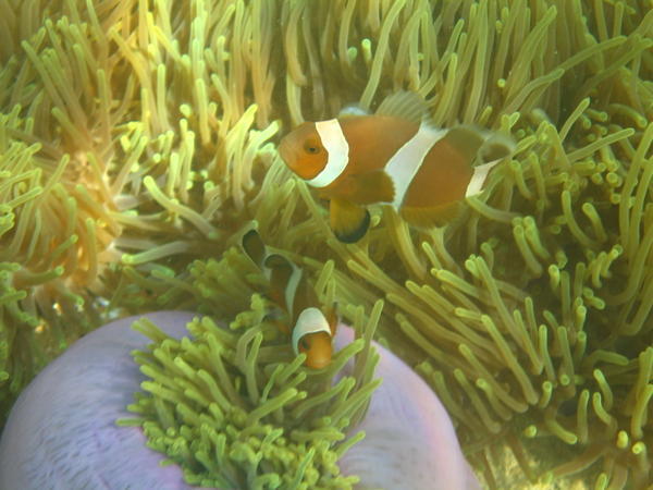 We Found Nemo!