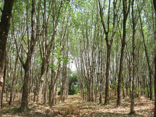 Rubber Tree Plantation