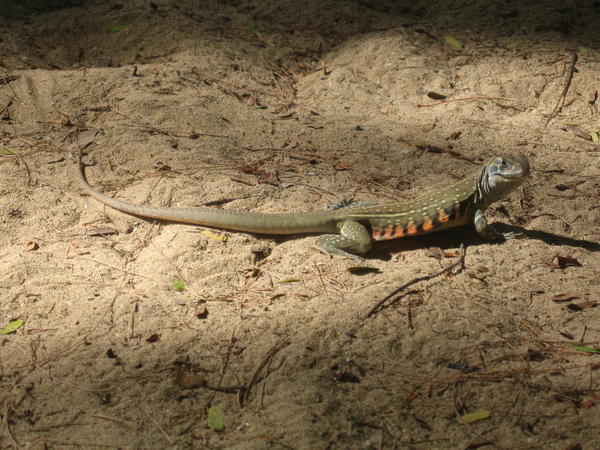 One of Many Lizards on Bu Bu