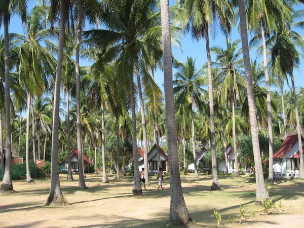 Palms of Koh Lanta