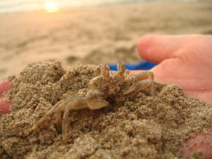 We Captured a Crab