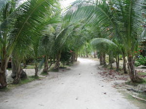 Palm Lined Path