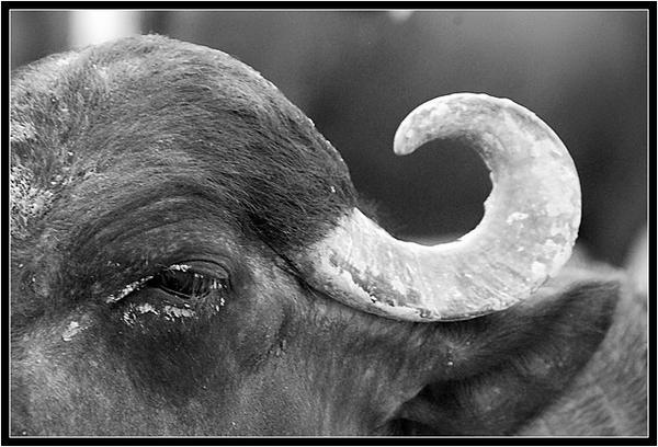 close up cow