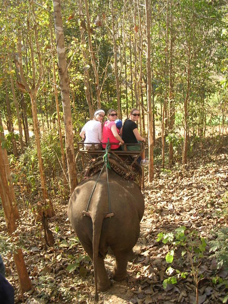 On the elephants 1