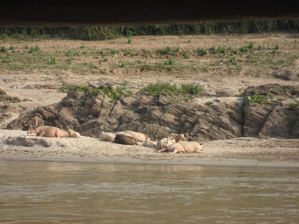 resting water-buffalo