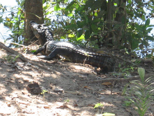 One of the many alligators we saw