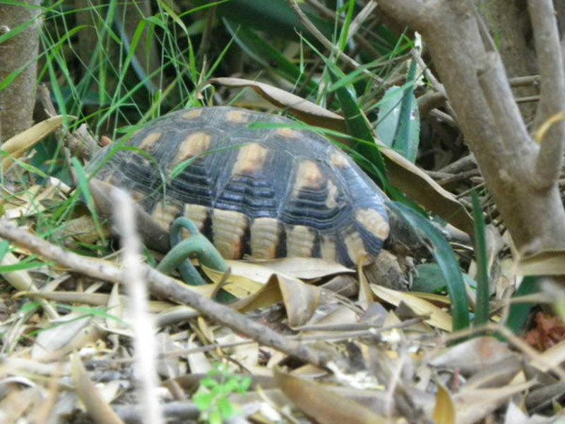 Bela, the tortoise