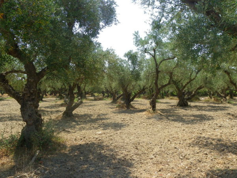 Olive trees in Alykes