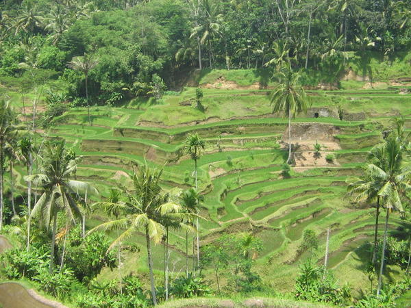 rice terrace paddies