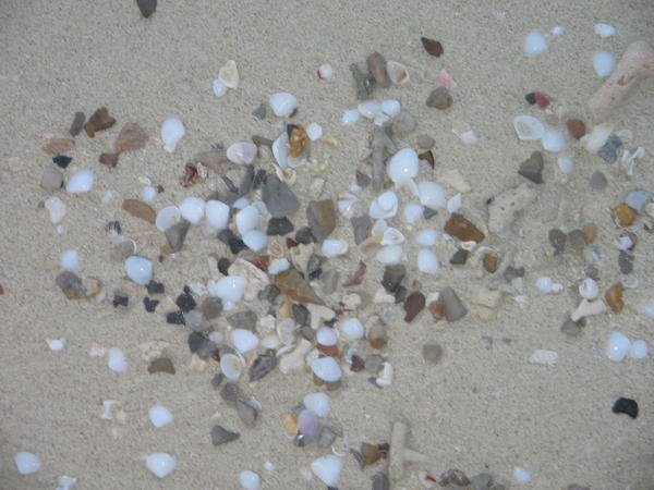 the shells on the beach