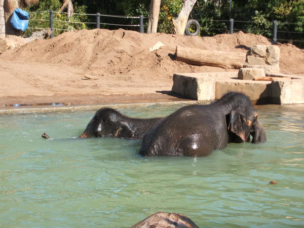 Elephants having a swim in Melbourne Zoo