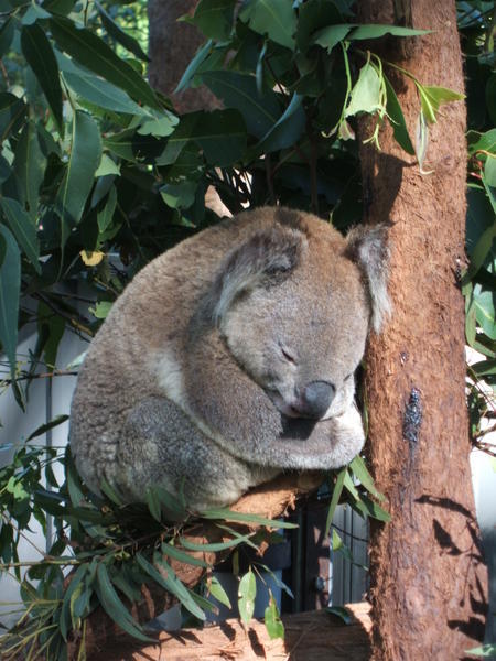 A little koala