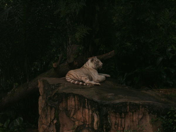 Amazing White Tiger