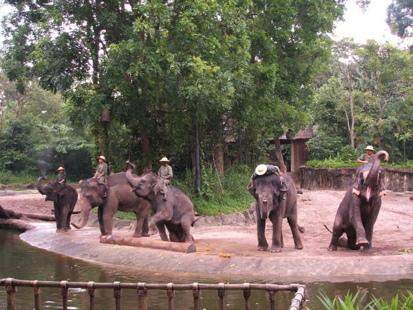 Elephants showing off