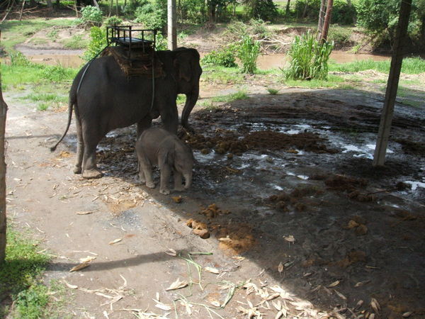 Mummy and elephant-in-training