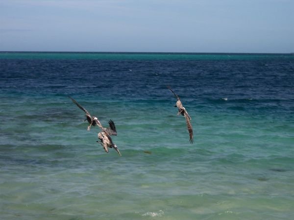 Pelicans attack formation