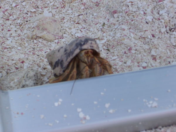 Hermie the crab stopped by