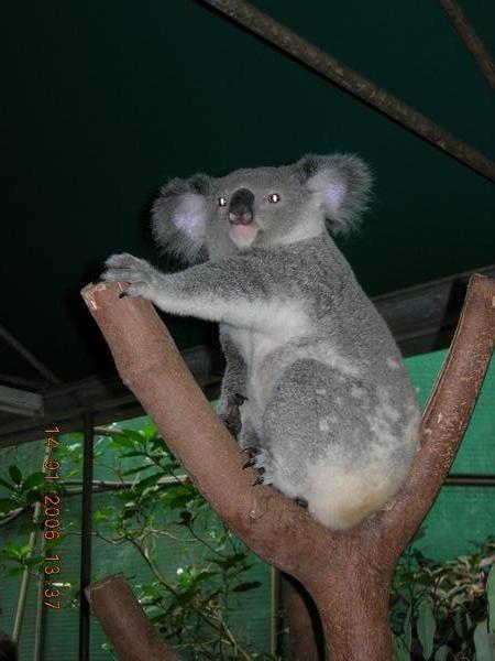 cheeky koala