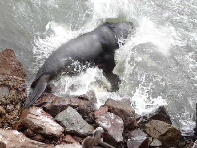 Sea lion jumping back into the water