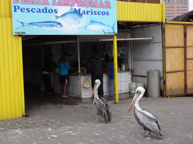 Pelicans trying their luck at the fish shop