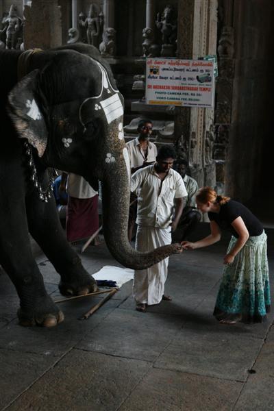 Making an offering to the temple elephant