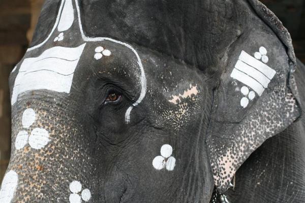 Closeup of the painted temple elephant