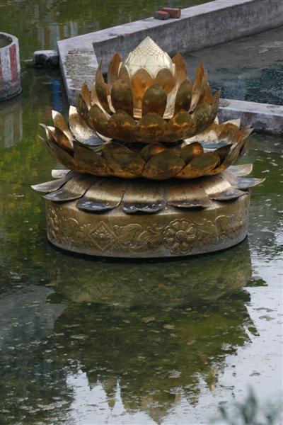 Golden lotus in the temple tank