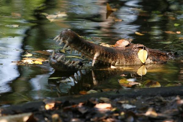 another crocodile