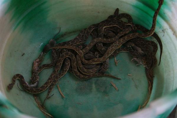 snakes and their lunch in a bucket
