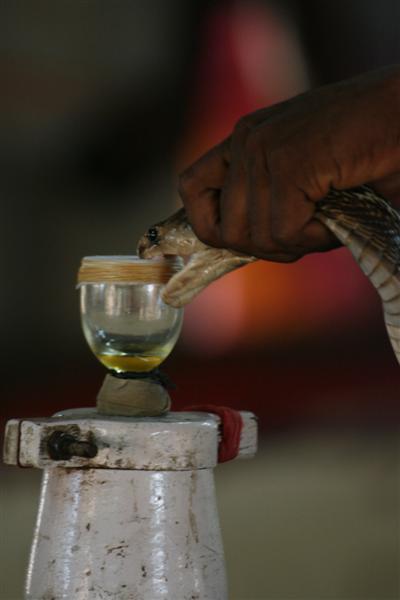 "milking" a cobra